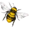 The Bee